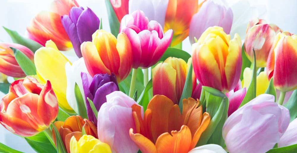 Tulpen: onmisbaar in huis in te lente!