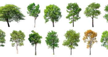 Wat zijn mooie bomen om in je tuin te plaatsen?