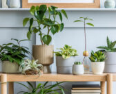 5 tips en tricks: hoe kies je de leukste plantenpotten uit?
