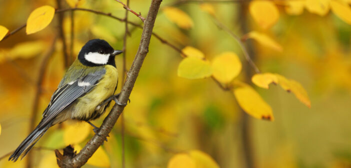 Meer vogels naar je tuin lokken? Het lukt met deze 3 slimme tips!